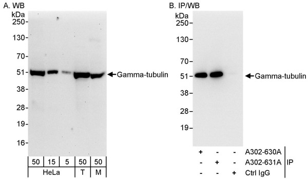 Anti-Gamma-Tubulin
