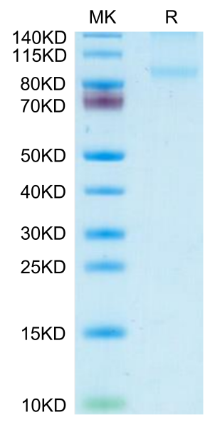 Mouse CD31/PECAM-1 Protein