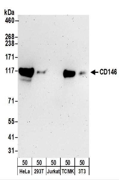 Anti-CD146