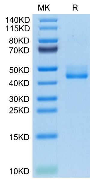 Human BAFFR/TNFRSF13C Protein