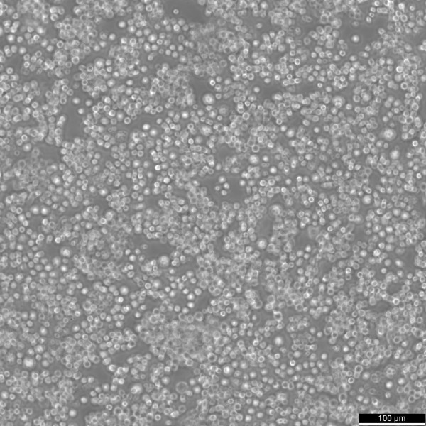 Ba/F3 Cells