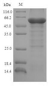 L-2-hydroxyglutarate dehydrogenase, mitochondrial (L2HGDH), bovine, recombinant