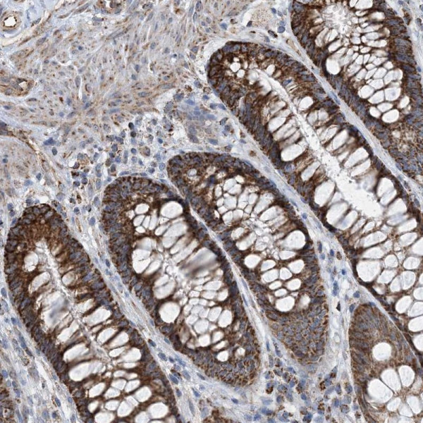 Anti-PCDHGA1