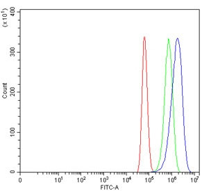 Anti-Ribonucleotide Reductase M1 / RRM1