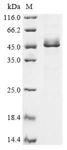 Glia-derived nexin (SERPINE2), human, recombinant