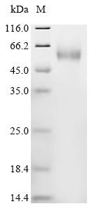 Collagen alpha-1 (XV) chain (COL15A1), partial, recombinant human