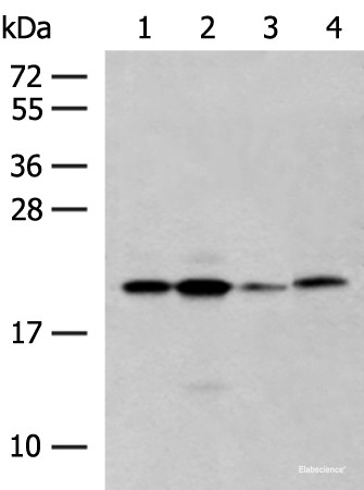 Anti-RNF5