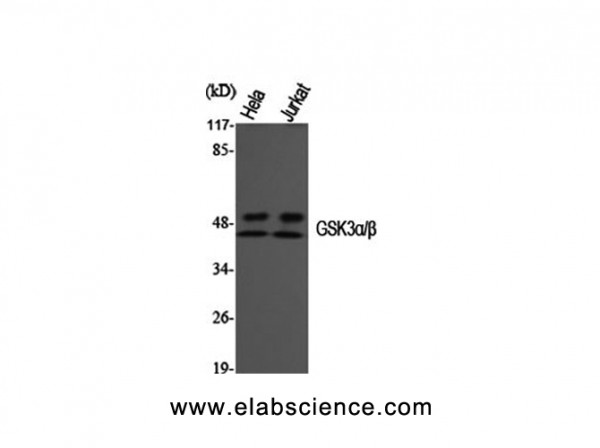 Anti-GSK3alpha/beta
