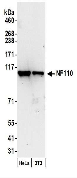 Anti-NF110