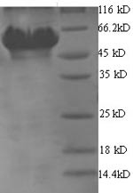 Glutamate--tRNA ligase 1 (gltX1), Helicobacter pylori, recombinant