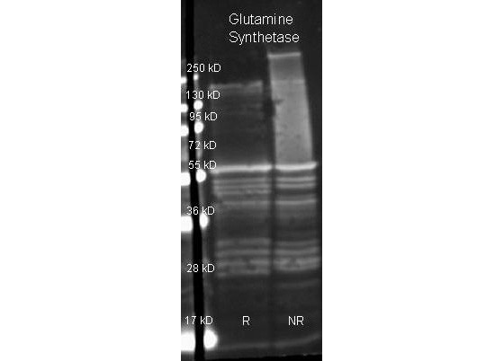 Anti-Glutamine Synthetase (Microbial)