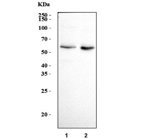 Anti-ATE1 / Arginine-tRNA--protein transferase 1