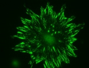 Anti-Talin-2, clone 53.8