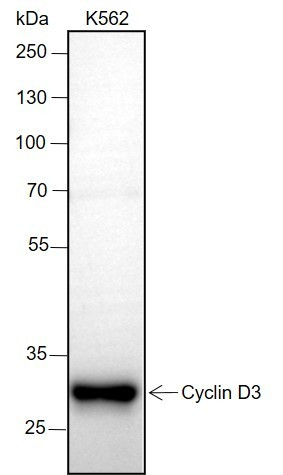 Anti-Recombinant Cyclin D3, clone A203