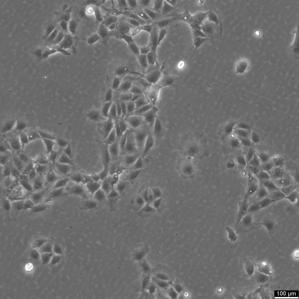BRL Cells