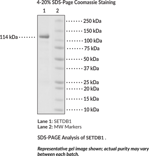 Anti-SETDB1 (human, recombinant)