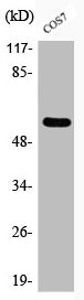 Anti-Phospho-SRC (Y529)
