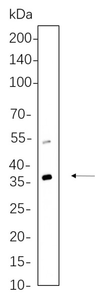 Anti-Recombinant ATG3, clone 11A5