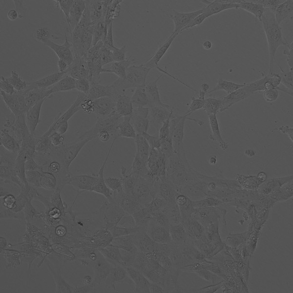 12Z Cells