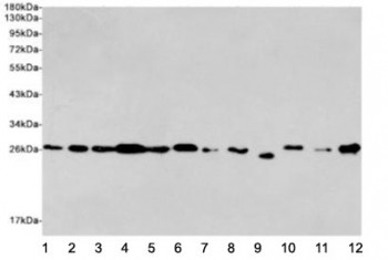 Anti-EIF4E, clone 8C8-C10-C12