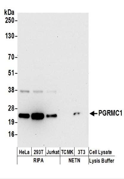Anti-PGRMC1