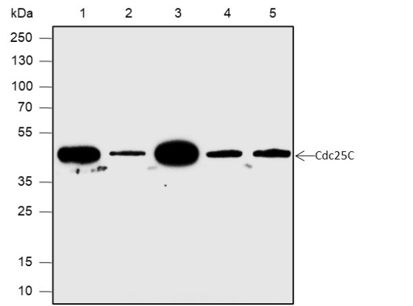 Anti-Recombinant Cdc25C, clone A595