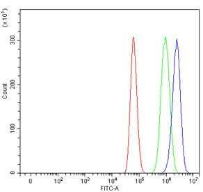 Anti-ATR / Ataxia telangiectasia and Rad3-related protein / FRP1