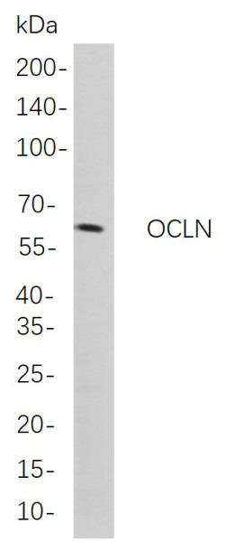 Anti-Recombinant OCLN, clone 5C7