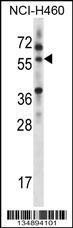 Anti-MINPP1, CT (MINPP1, MIPP, Multiple inositol polyphosphate phosphatase 1, 2,3-bisphosphoglycerat