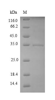 Uncharacterized protein YuaB (yuaB), Bacillus subtilis, recombinant