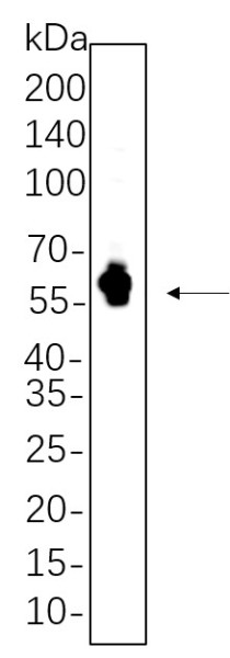 Anti-Recombinant Tau, clone 5A9