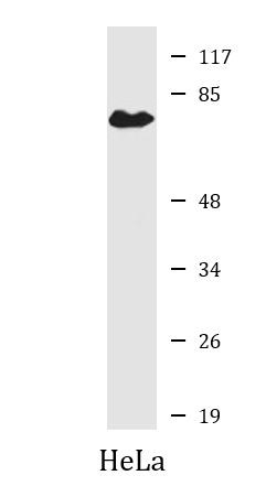 Anti-SLCO1A2 / OATP1A2