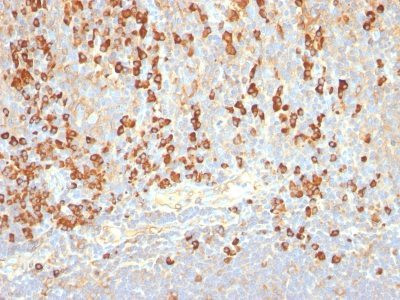 Anti-Plasma Cell Marker(LIV3G11 (7B18)), CF568 conjugate, 0.1mg/mL