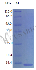 C-C motif chemokine 21c protein (Ccl21c) (Active), mouse, recombinant
