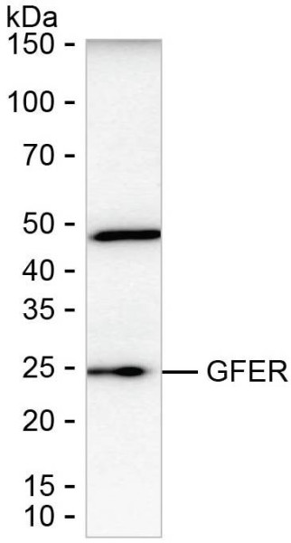 Anti-GFER