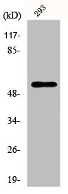 Anti-EFNB1/EFNB2