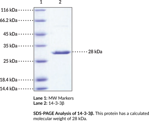 14-3-3beta (human, recombinant)