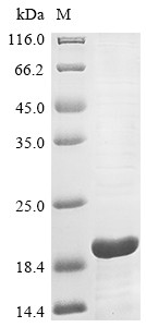 CMRF35-like molecule 7 (CD300LB), partial, human, recombinant