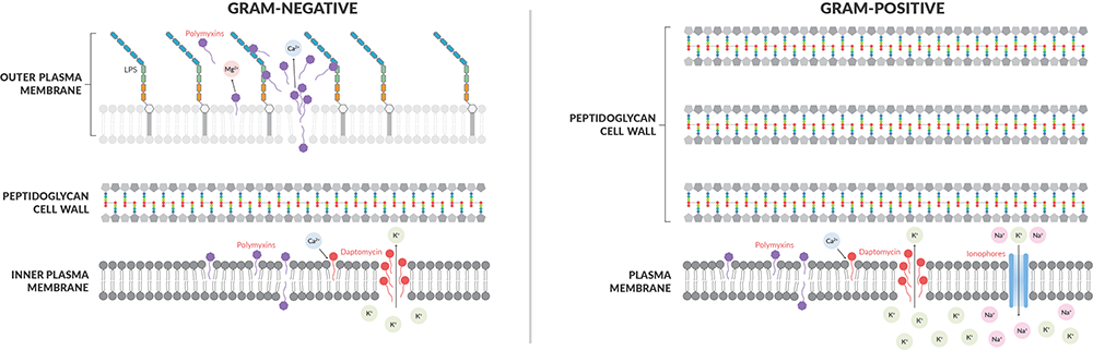 Plasma-Membrane-Function