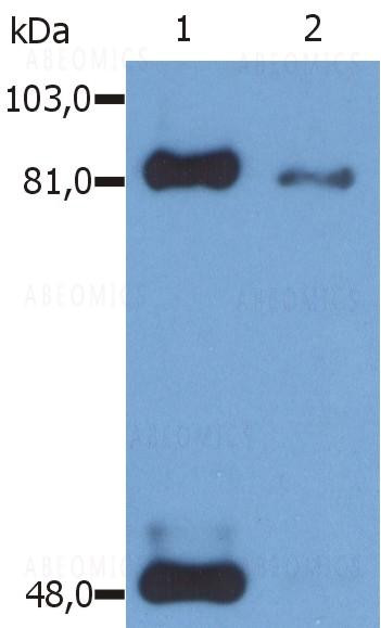 Anti-phospho-STAT1 (Ser727) Monoclonal Antibody (Clone:PSM1)