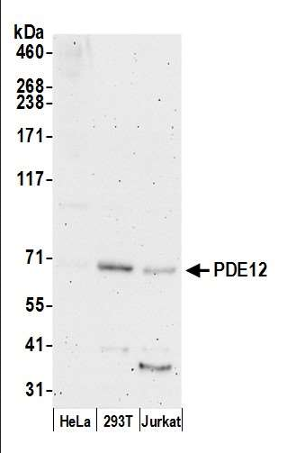 Anti-PDE12