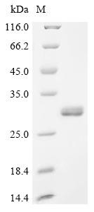 Protein mono-ADP-ribosyltransferase PARP10 (PARP10), partial, human, recombinant
