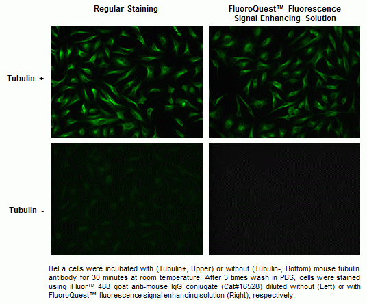 FluoroQuest(TM) Fluorescence Signal Enhancing Solution