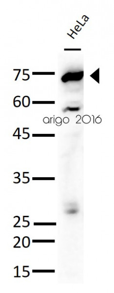 Anti-BiP / GRP78, clone 9E4-2A7-H6, C-terminal