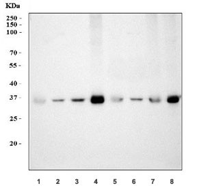 Anti-Cyclophilin E / PPIE, clone 7F2