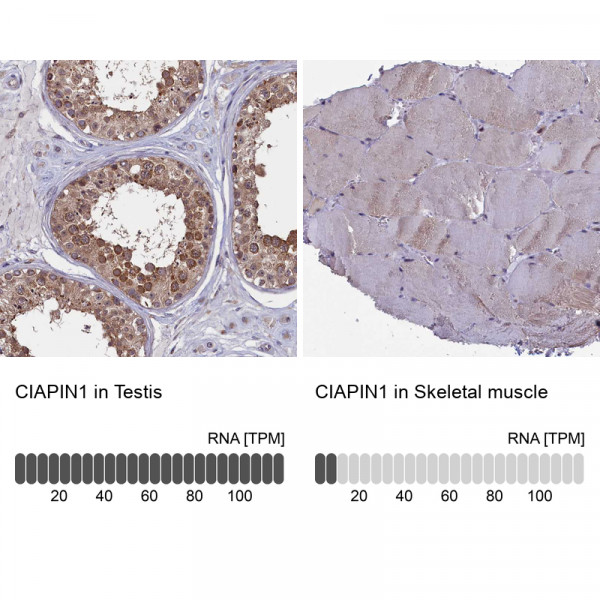 Anti-CIAPIN1