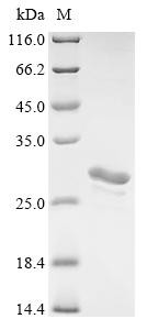 Agrin (AGRN), partial, human, recombinant