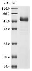 S-adenosylmethionine synthase isoform type-2 (MAT2A), human, recombinant