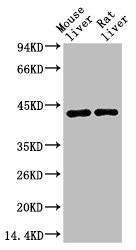 Anti-HAO1 Monoclonal
