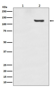 Anti-phospho-SIRT1 (pThr530), clone HAI-19